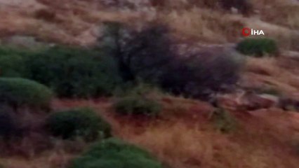 - Hatay’da çizgili sırtlan familyası görüntülendi