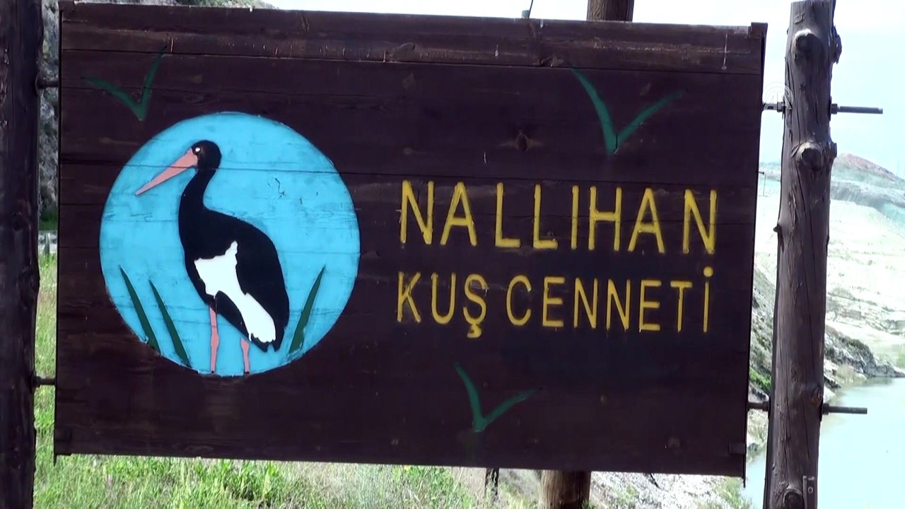 Göçmen kuşlar 'kuş cenneti'ne döndü - ANKARA