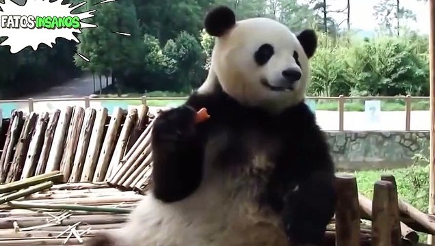 10 ANIMAIS COMENDO QUE, SE NÃO TIVESSEM GRAVADO, NINGUÉM IRIA ACREDITAR