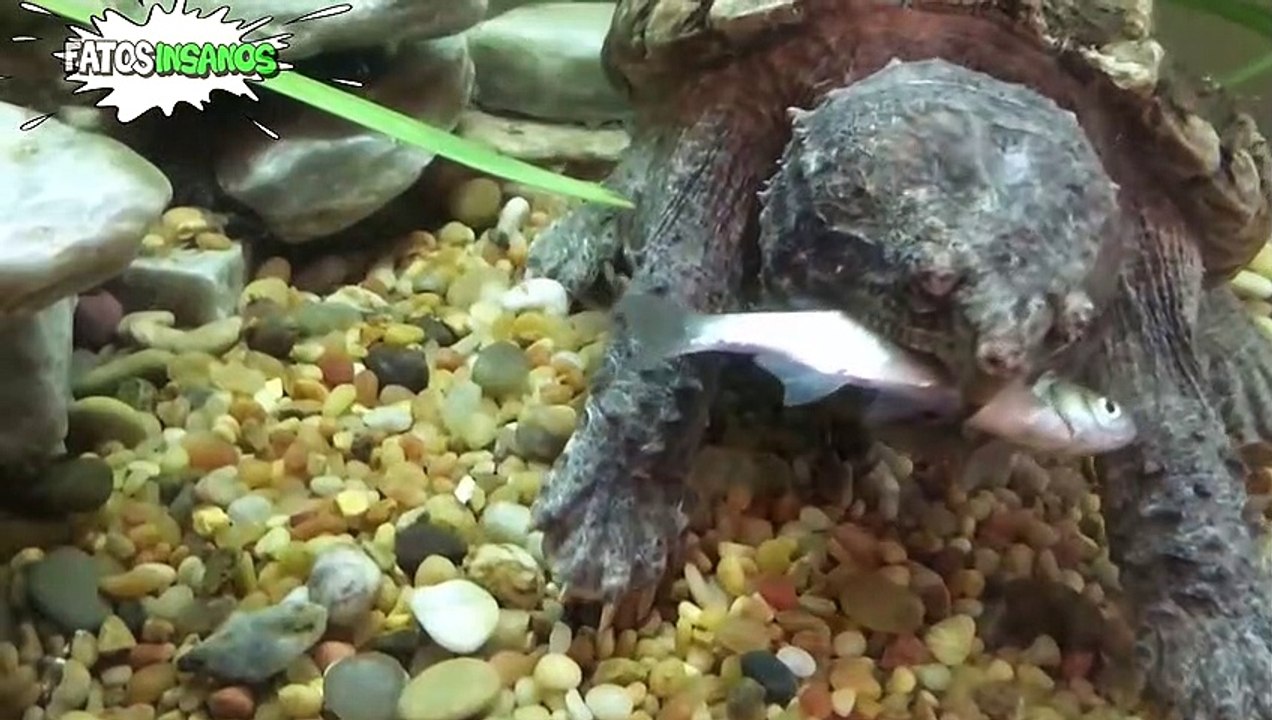 8 ANIMAIS SELVAGENS QUE VOCÊ NUNCA VIU NA VIDA