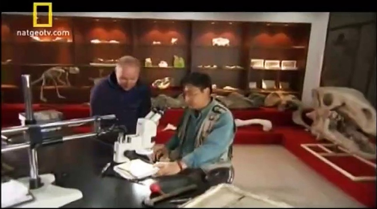 NATIONAL GEOGRAPHIC - DINOSSAUROS: A VIDA COMO ELA ERA - CORES VIVAS