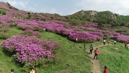 늦게 핀 황매산 철쭉, 오래 봐서 더 예쁘다 / YTN