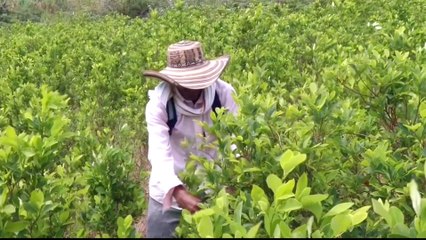 Colombian police fight against coca farming