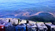 Marmara Denizi'nde plankton çoğalması - TEKİRDAĞ