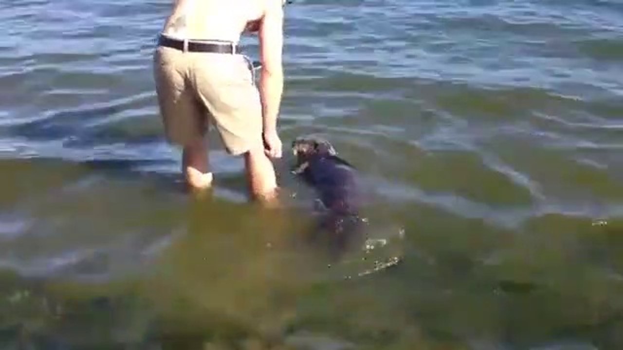 Ce touriste s'est fait un pote pour la vie... Otarie adorable