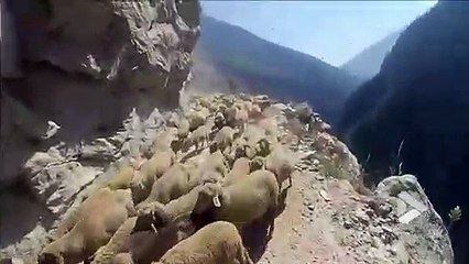 Скачать видео: Un conducteur croise un troupeau de moutons sur une route de montagne vertigineuse... Terrifiant