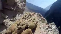 Un conducteur croise un troupeau de moutons sur une route de montagne vertigineuse... Terrifiant