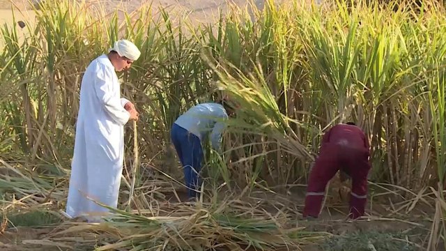 سلطنة عمان.. تحديات تواجه زراعة قصب السكر