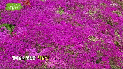 [삼삼오오 우리 숲 이야기] 철쭉, 진달래 / YTN