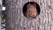 Cet écureuil adorable se fait un nid douillet