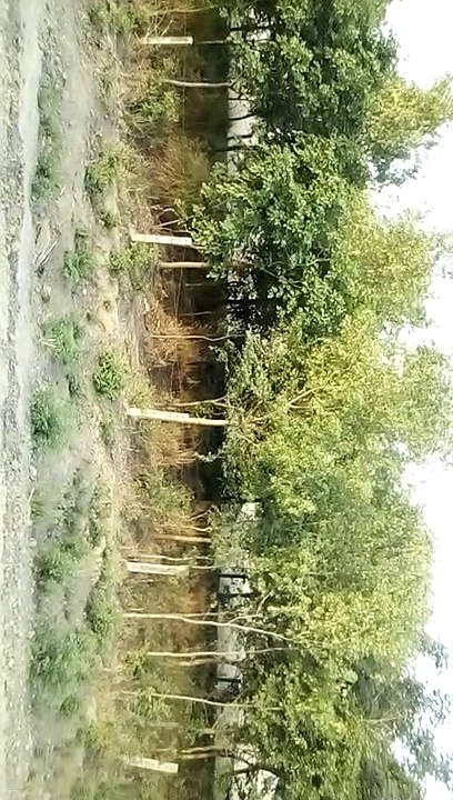 Railway track and near trees