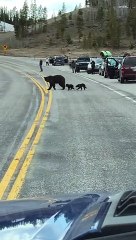 Traffic Waits for Grizzly Bear Family
