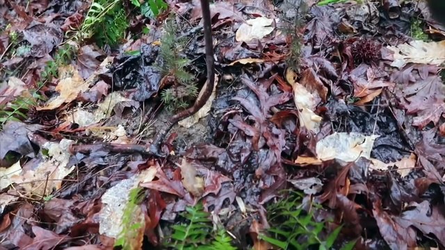 Metal Detecting at the King and Queen Open Colonial Relic Hunt