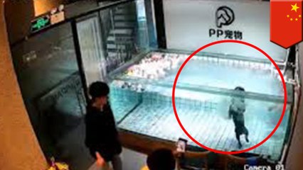 ペットショップのプールで子犬が溺死 - トモニュース