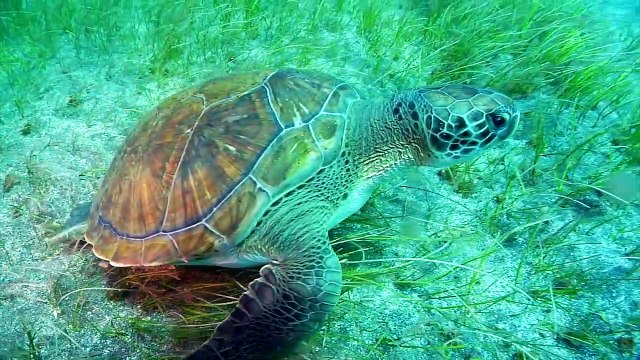 islas canarias un mundo marino maravilloso entre islas