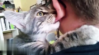 Funny Cat Like Licking