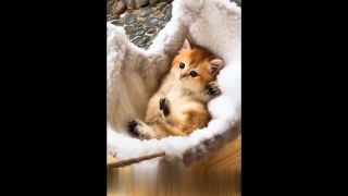 Funny Cat and Cute Kitten Videos -