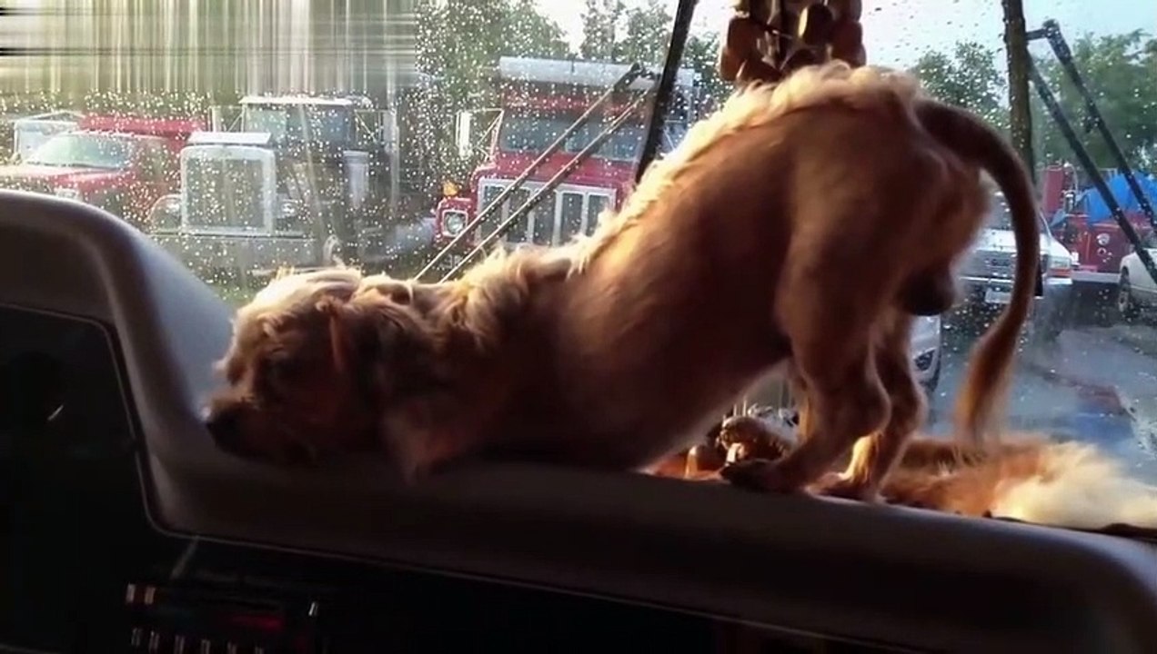 Funny Dogs and Cats   '' Sleepy, Falls and Clumsy & Jump Fail ''