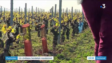Gironde : un château bordelais condamné après intoxication d'une employée au pesticide
