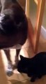 Đoạn clip quay lại cảnh ôm tình cảm của cô mèo nhỏ nhắn dành cho chú chó thân thiết đã thu hút rất nhiều sự chú ý của cộng đồng mạng.