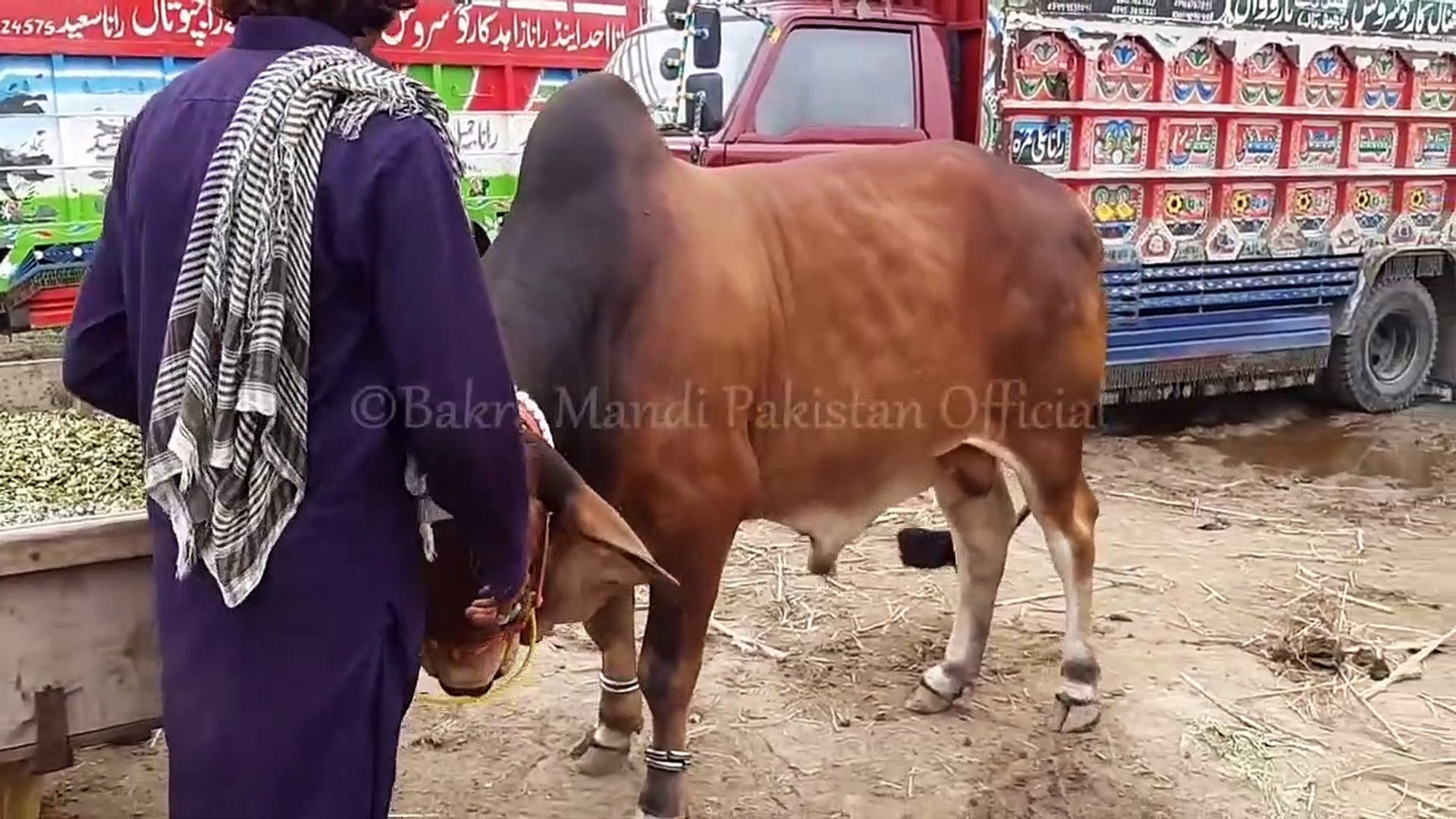 HEAVY SAHIWALI BULL JORRI FOR SALE IN LAHORE - COW MANDI PAKISTAN - BAKRA  MANDI PAKISTAN - video Dailymotion