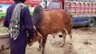 HEAVY SAHIWALI BULL JORRI FOR SALE IN LAHORE - COW MANDI PAKISTAN - BAKRA MANDI PAKISTAN