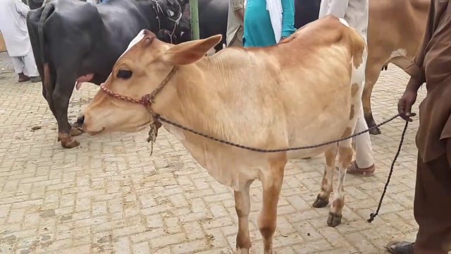 How to Start Cattle Farm in 2018 - 2019 - Best Choice Animals for your Cattle Farm