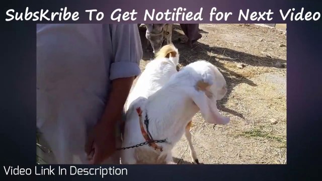 Iski Bato say Andaza kerain Behtareen Waqt Qurbani Eid 2018 Ka Janwar Laine K Liye !