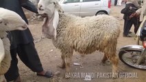 JUST APP K LIYE MUNDRAY - Kajla - Chatra  aur Desi Bakra - 2017 - 2018 - Bakraeid in Pakistan