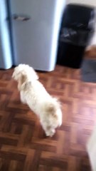 Buddy Doesn't like Bath Time