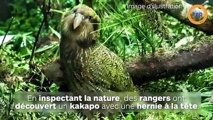 Ce perroquet kakapo est le premier oiseau au monde à se faire opérer du cerveau !