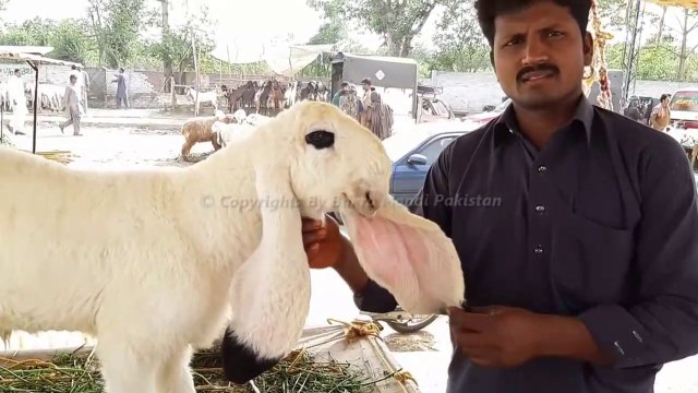 Kajla Chatra for Qurbani Eid 2018 - Lahore Bakra Mandi - Shahpur Kanjra (Long Video 2018)
