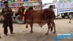 Kiya Mile Ga 70 say 80 Men - LAHORE COW MANDI - COW QURBANI EID 2018 -