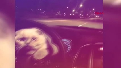 Bursa Kedisini Otomobilin Direksiyonuna Koyarak Yolculuk Yaptı