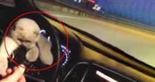 Kedisini Otomobilin Direksiyonuna Koyarak Yolculuk Yaptı