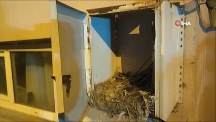 Karganın Yavruları İçin Seçtiği Yuva Yeri Görenleri Şaşırttı