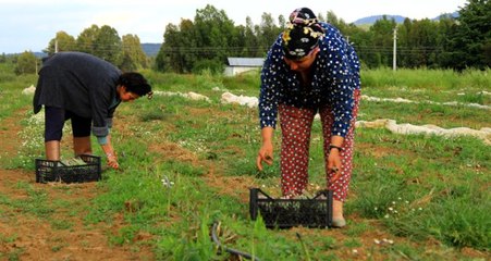 Kuşkonmaz İçin Kariyerini Bıraktı, Şimdi Taleplere Yetişemiyor
