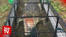 Killer croc caught in trap set up by Tawau wildlife officers