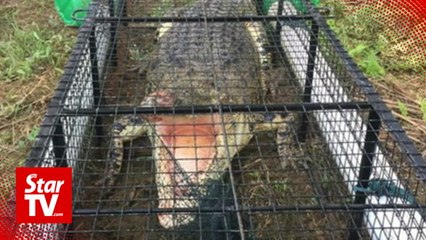 Killer croc caught in trap set up by Tawau wildlife officers