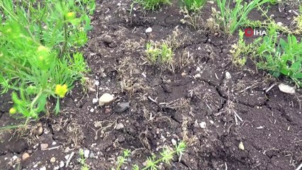 Çiftçiyi kuraklık değil aşırı yağışlar vurdu