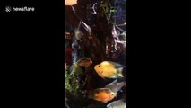 Affectionate 'kissing' fish lock lips at restaurant to amusement of diners