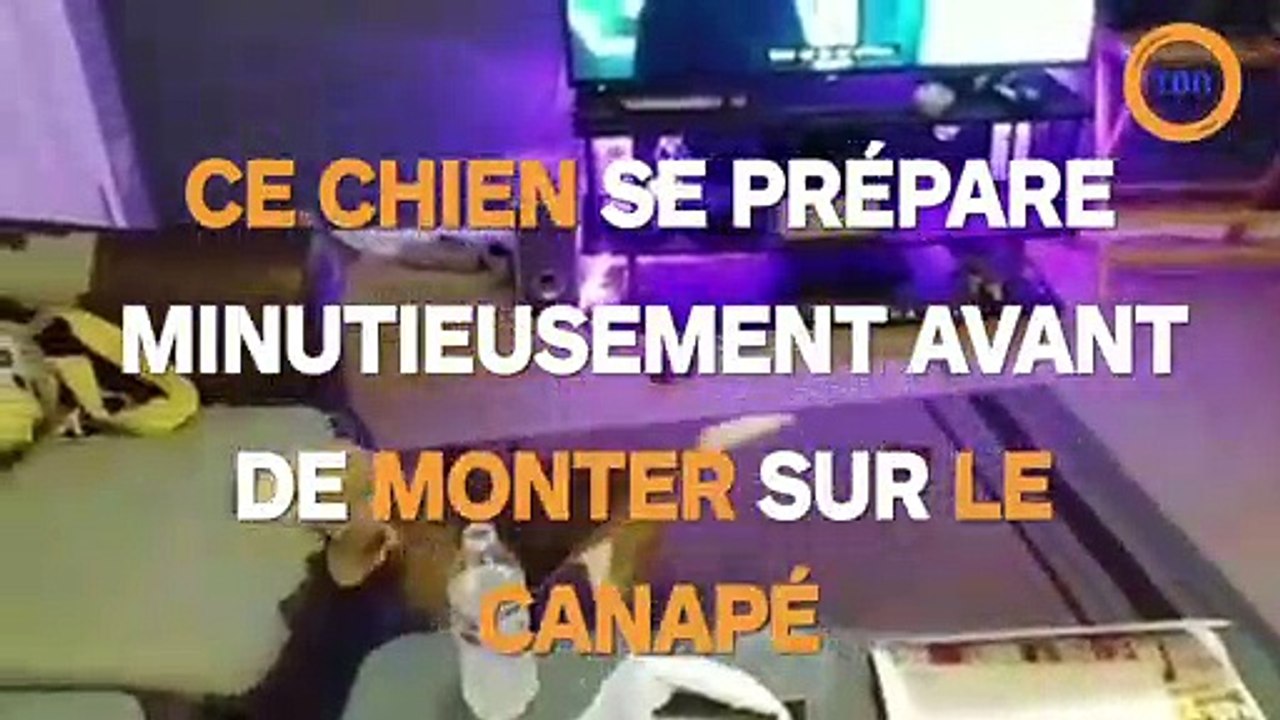 Ce chien se prépare minutieusement avant de monter sur le canapé !