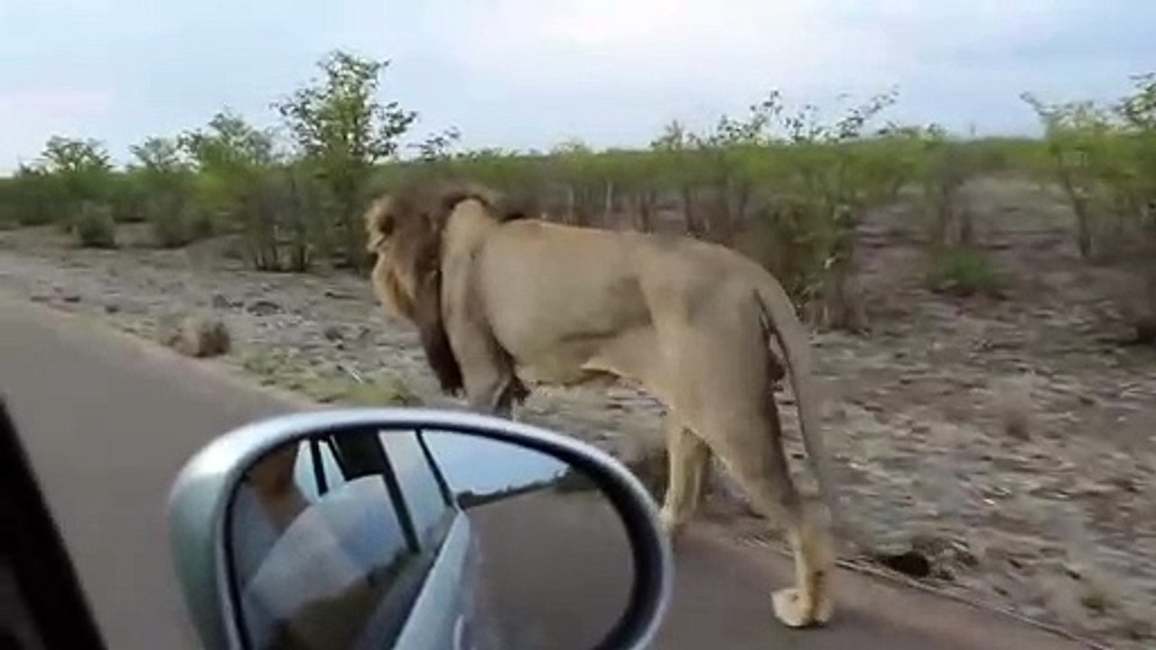 Ce lion n'apprécie pas trop qu'on le suive en voiture