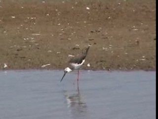 Aigrette_pattes-rouges