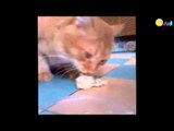 Kucing Makan Durian