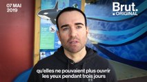 L'ancien soigneur John Hargrove dénonce l'enfer que vivent les orques en captivité