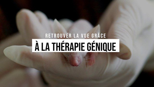 Une thérapie génique redonne la vue à des souris