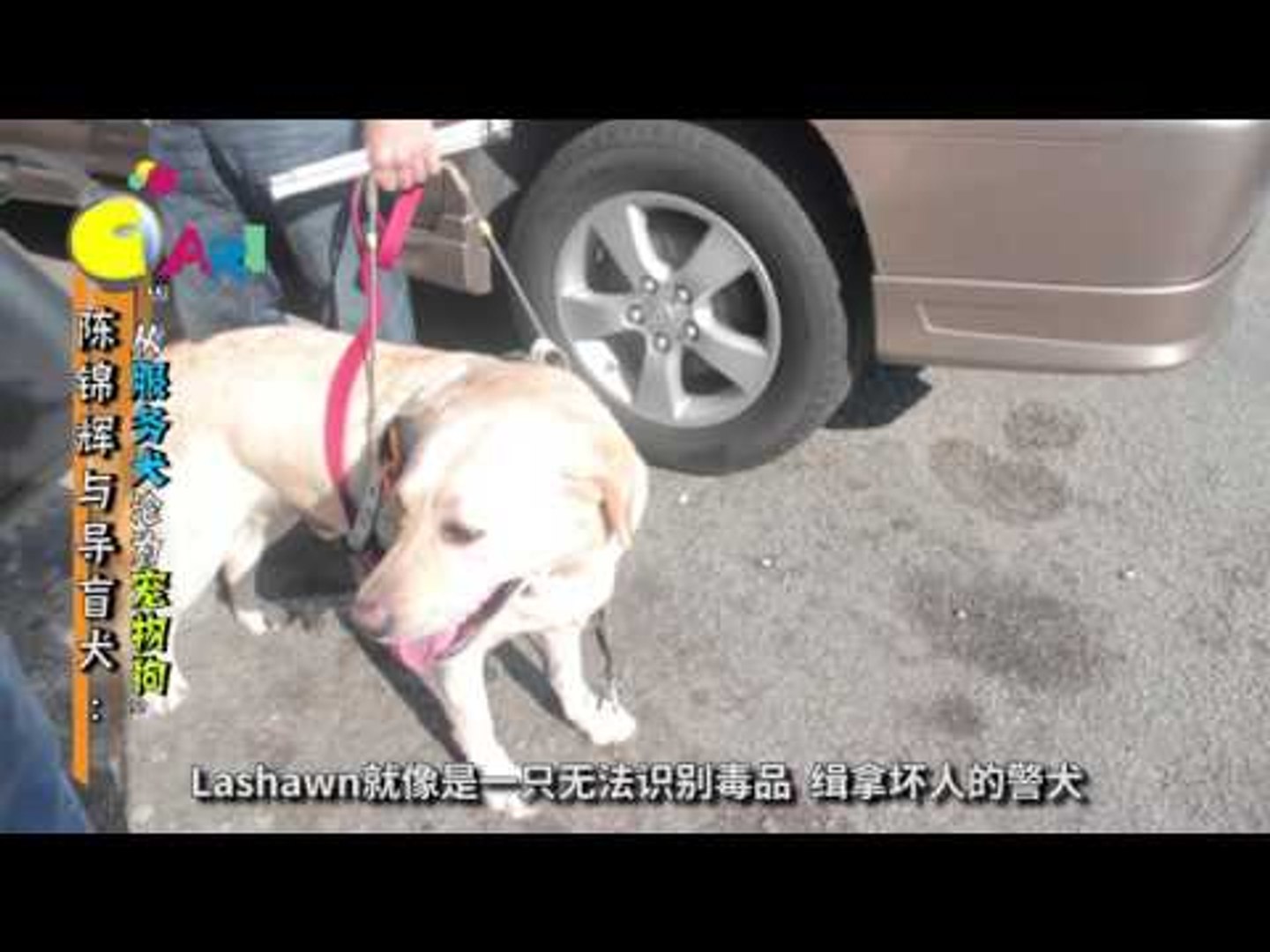 ⁣【佳礼视频】陈锦辉与导盲犬：“从服务犬沦为宠物犬”