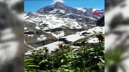 Hakkari Dağlarında Ters Laleler Çiçek Açtı