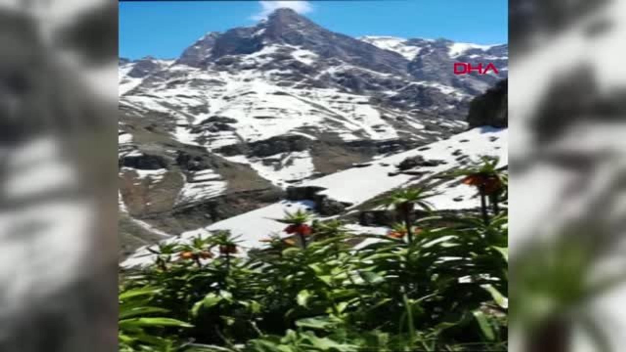 Hakkari Dağlarında Ters Laleler Çiçek Açtı